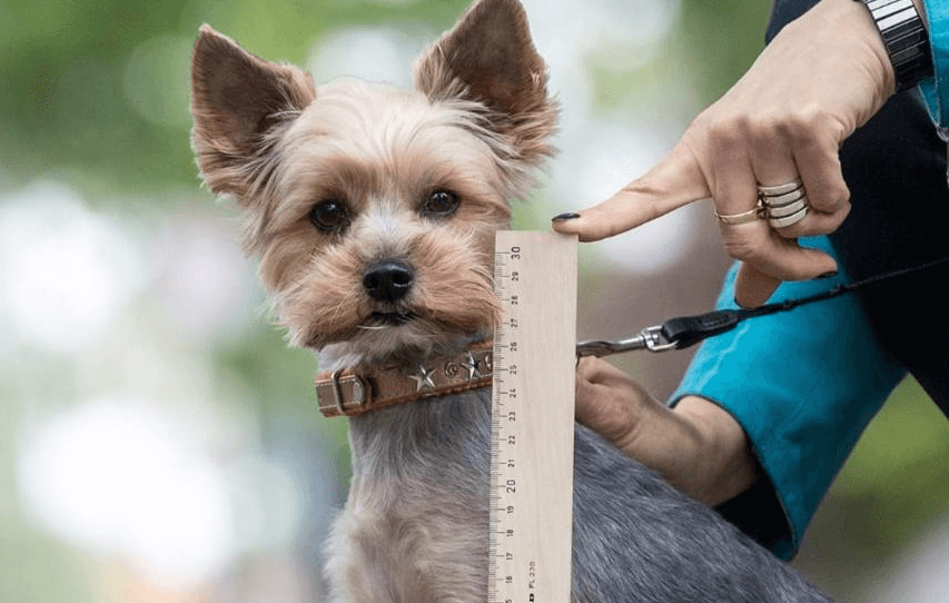 POLIZEI SUCHT DEN FAHRER Kleiner Hund von Radler totgefahren